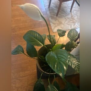 Elegant Green and White Peace Lily Plant Decor